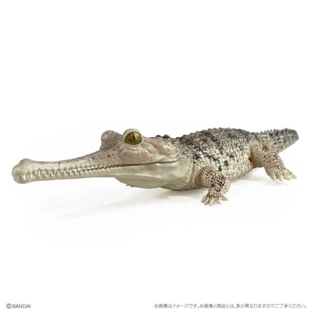 【現貨】萬代生物大圖鑑Repti鱷魚 全5種-細節圖5