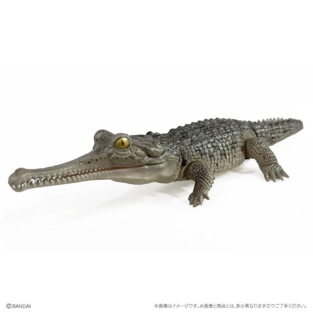 【現貨】萬代生物大圖鑑Repti鱷魚 全5種-細節圖6