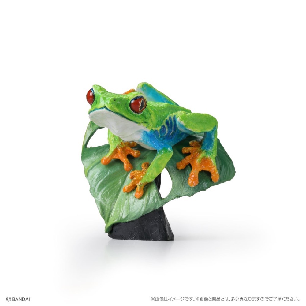 【現貨】萬代生物大圖鑑mini兩棲類P2 小全四種-細節圖3