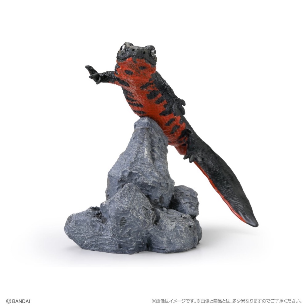 【現貨】萬代生物大圖鑑mini兩棲類P2 小全四種-細節圖7