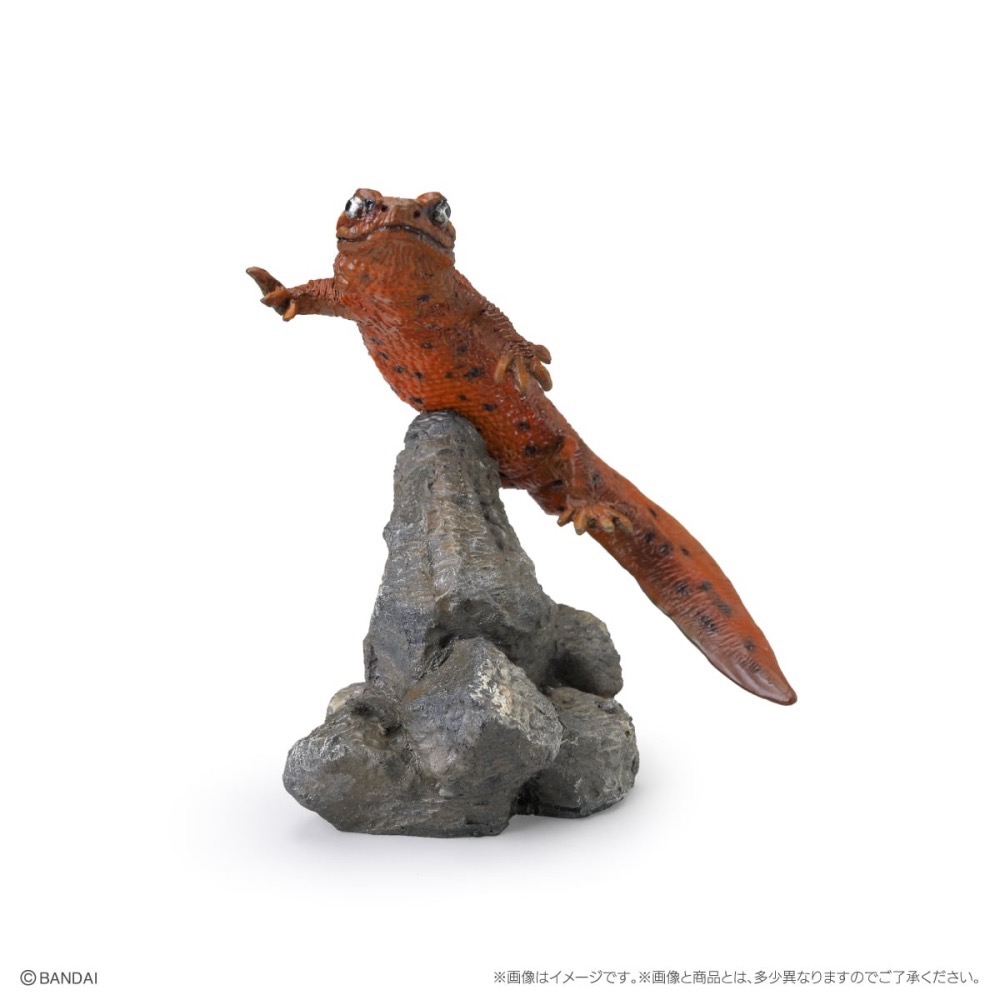 【現貨】萬代生物大圖鑑mini兩棲類P2 小全四種-細節圖8