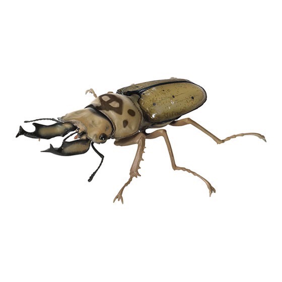 【現貨】萬代生物大圖鑑 鍬形蟲P9 全六種-規格圖8