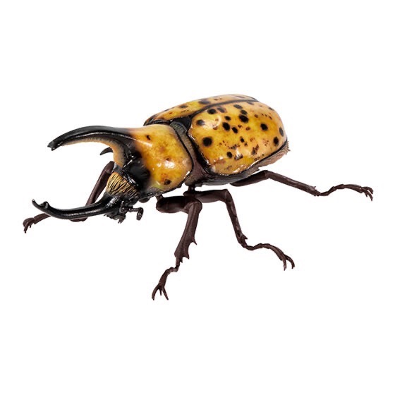 【現貨】萬代生物大圖鑑 獨角仙P8 全五種-細節圖4