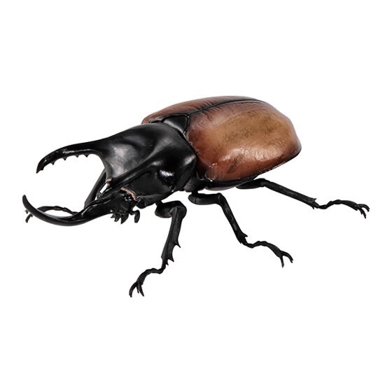 【現貨】萬代生物大圖鑑 獨角仙P8 全五種-規格圖6