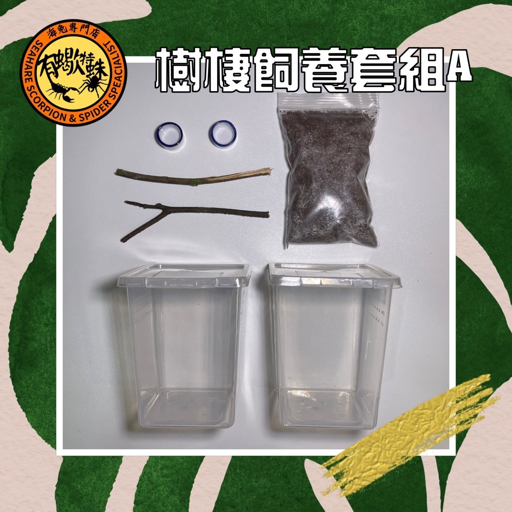 ❤️有蠍特蛛❤️ 小樹棲套組 樹棲蜘蛛 粉趾 華麗雨林 樹巴布 蠍子 螳螂 昆蟲 觀察盒-規格圖1