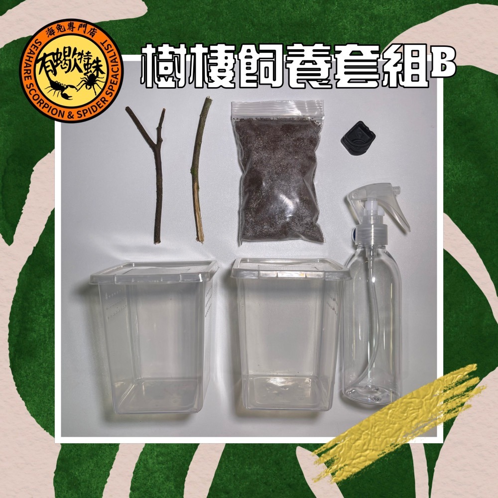 ❤️有蠍特蛛❤️ 小樹棲套組 樹棲蜘蛛 粉趾 華麗雨林 樹巴布 蠍子 螳螂 昆蟲 觀察盒-規格圖1