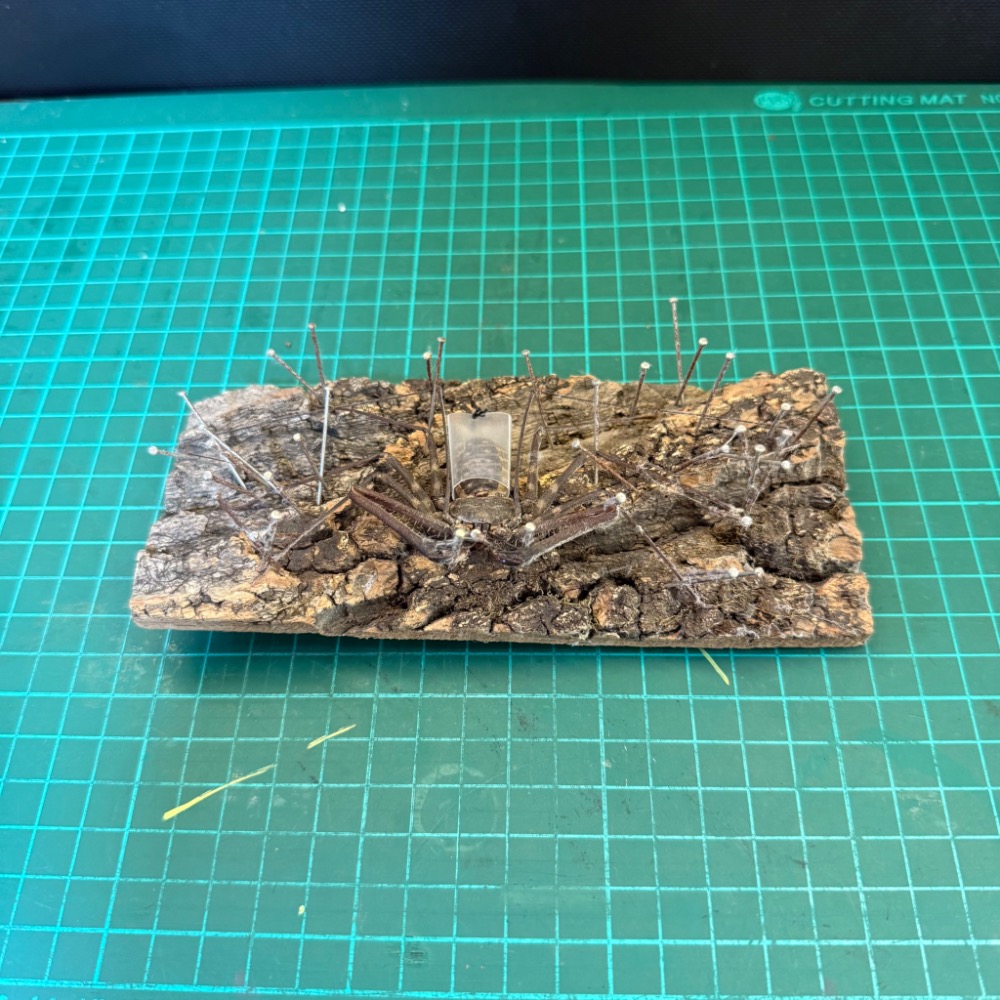 🔥海兔有蠍特蛛🔥 坦尚尼亞魔王鞭蛛 展足標本-細節圖2