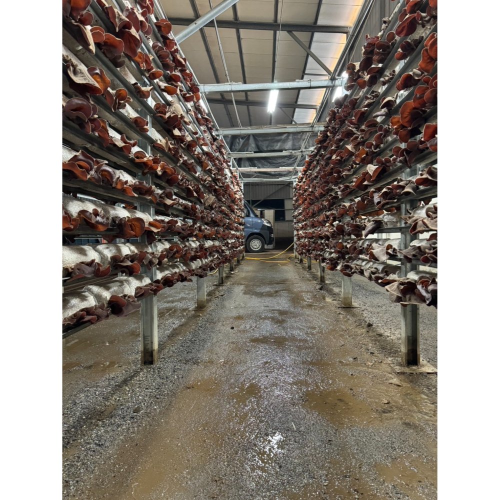 乾燥黑木耳-手工日曬-細節圖7