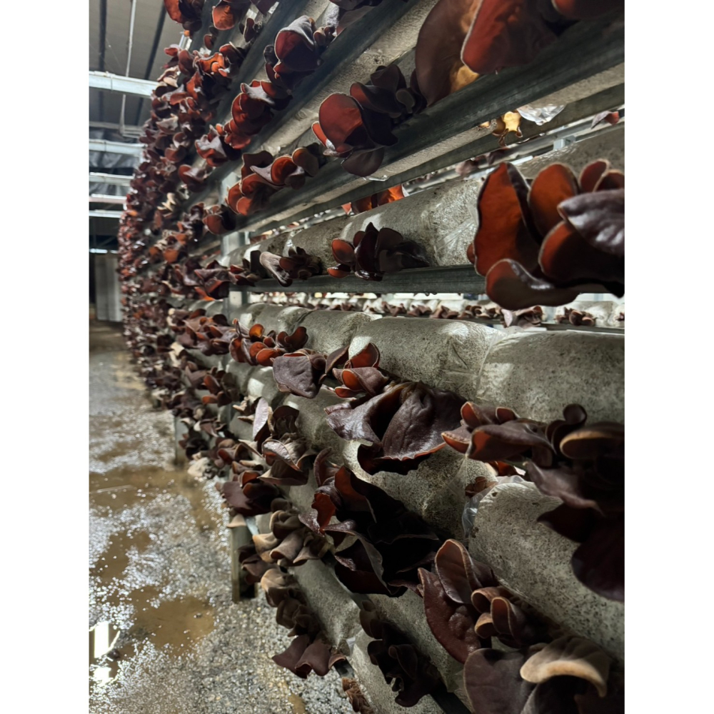 乾燥黑木耳-手工日曬-細節圖8