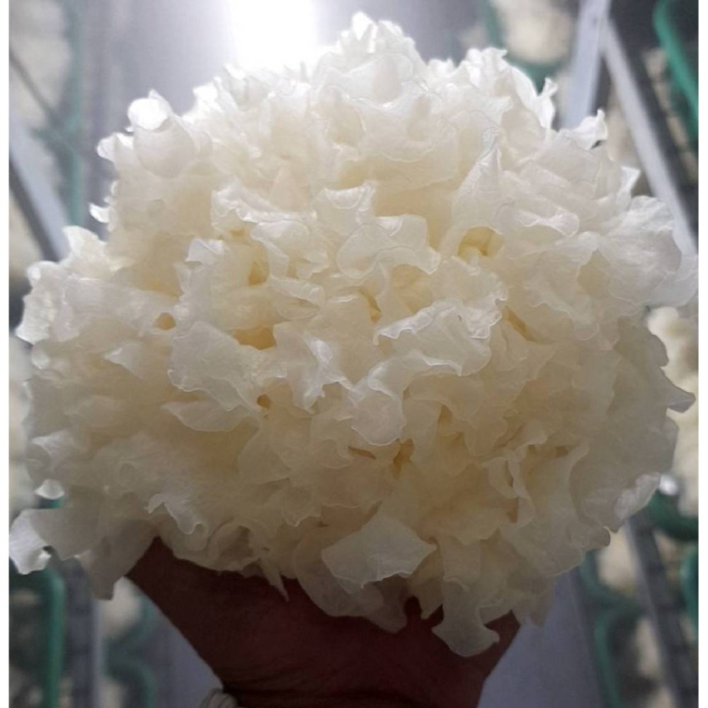 乾燥銀耳(白木耳)-細節圖8