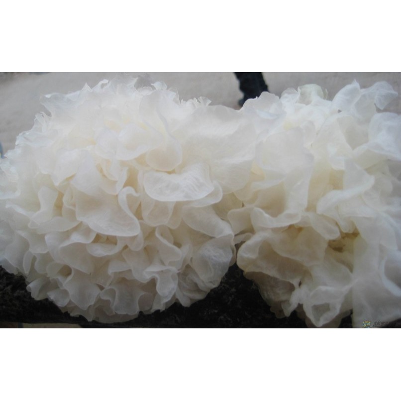 乾燥銀耳(白木耳)-細節圖9