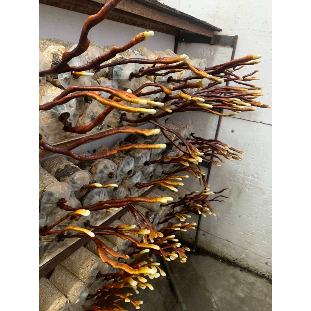 乾鹿角靈芝片-細節圖9