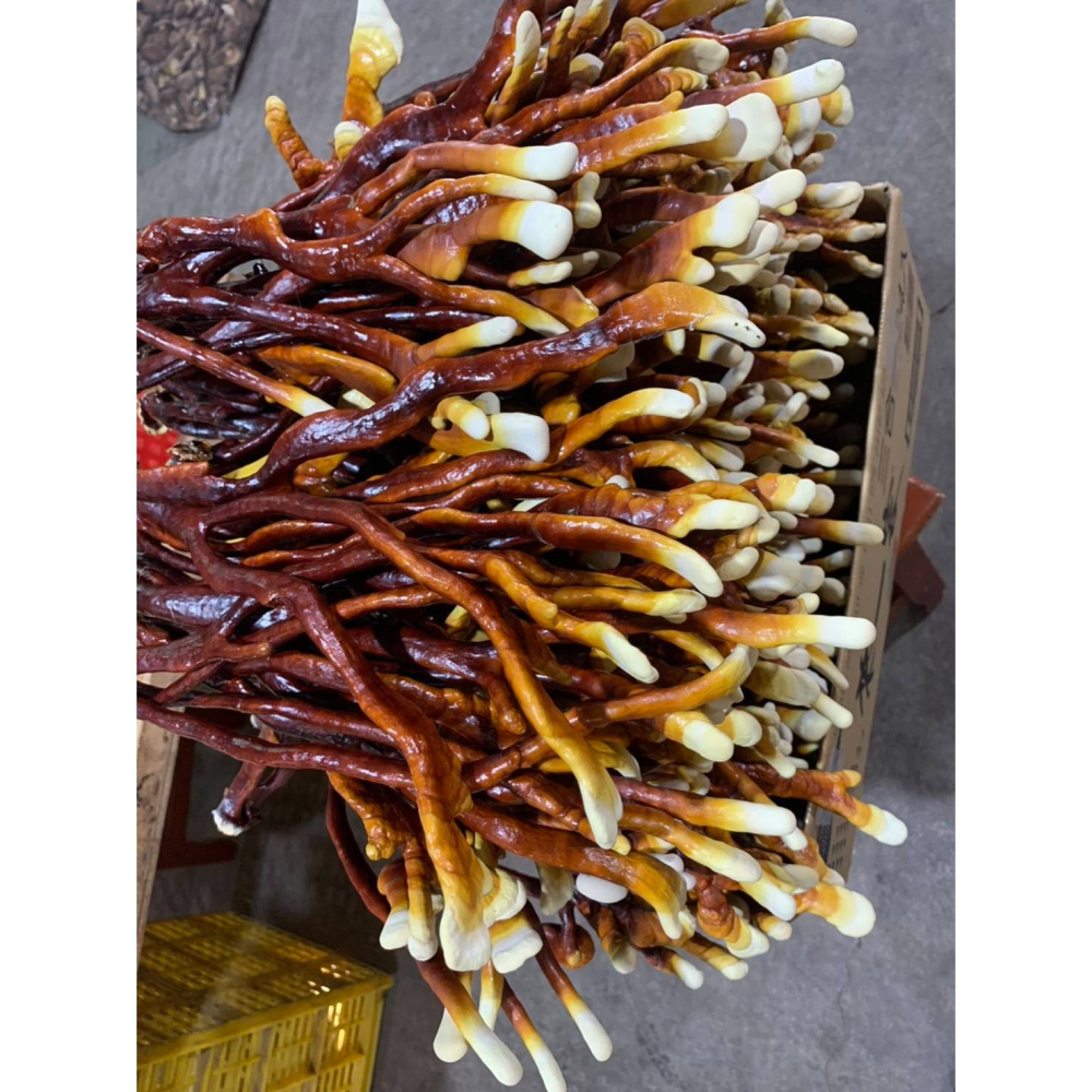 乾鹿角靈芝片-細節圖10