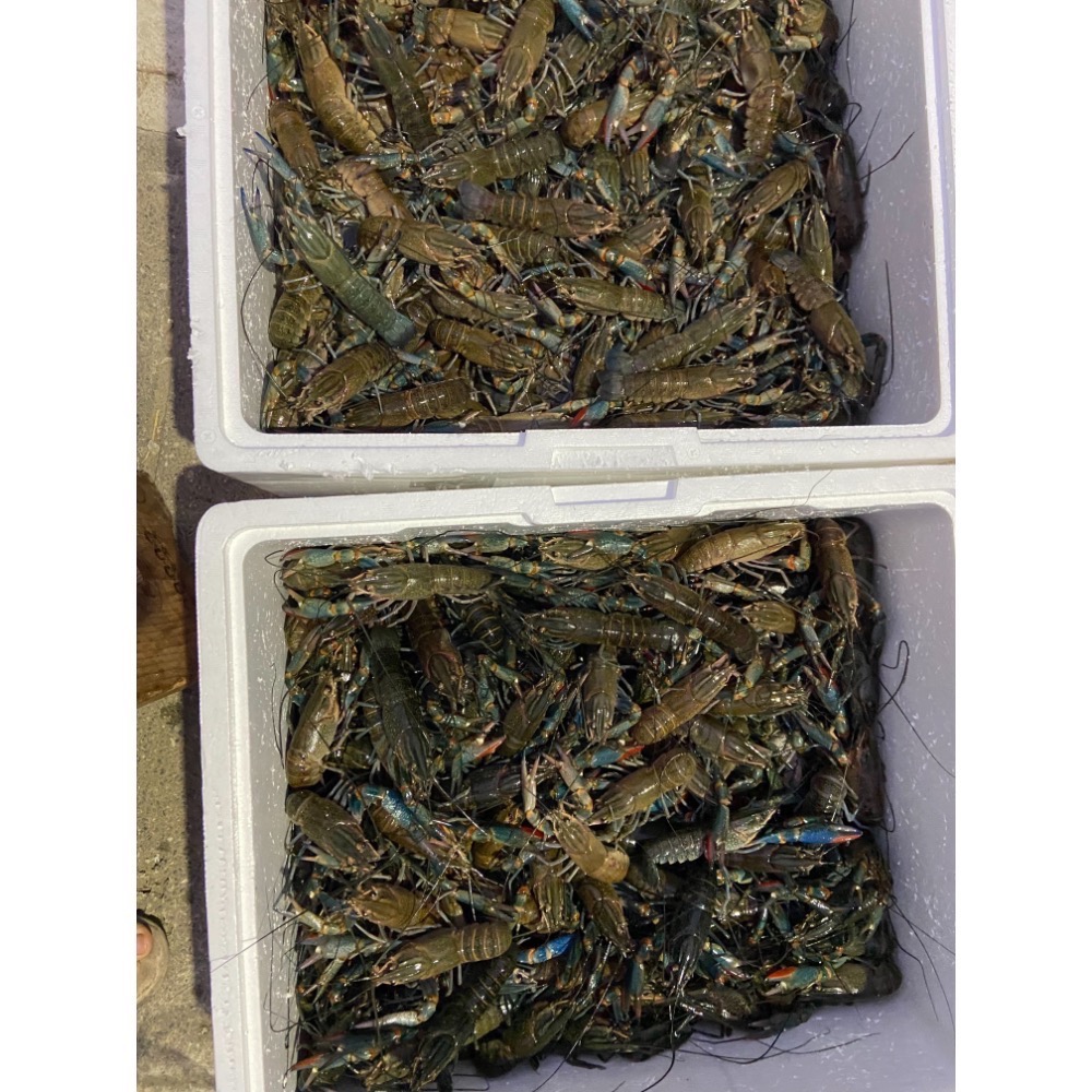 麻辣小龍蝦（1台斤/15隻）-細節圖7