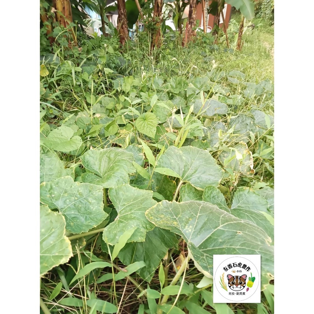 友善石虎南瓜日曬麵-細節圖3