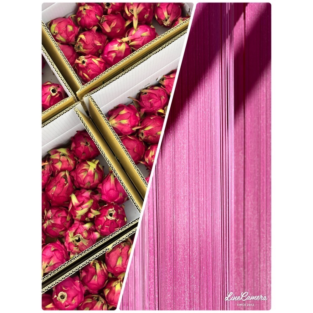 友善石虎火龍果日曬麵-細節圖3