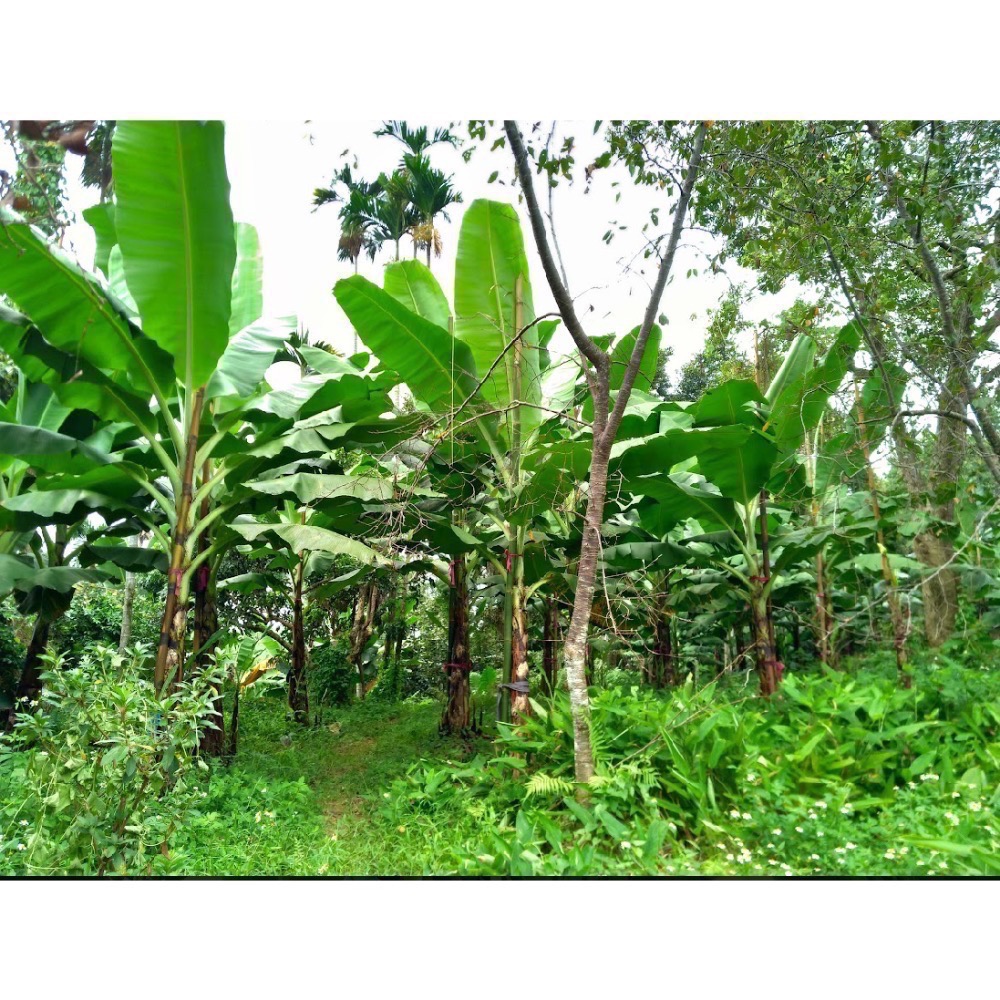 友善石虎青蕉日曬麵-細節圖3