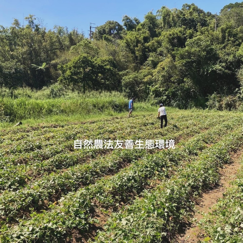 友善石虎有機黃金地瓜麵-細節圖5