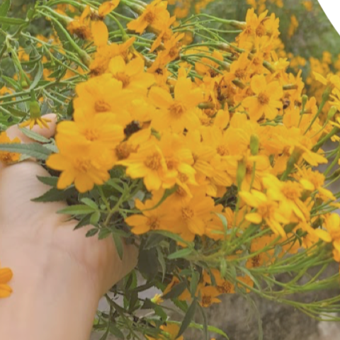 台東芳香萬壽菊花草茶-規格圖2