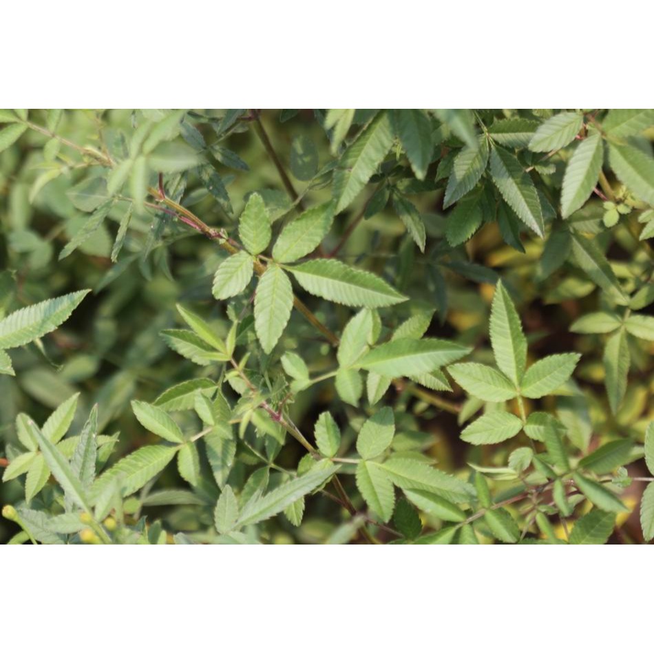 台東芳香萬壽菊花草茶-規格圖2