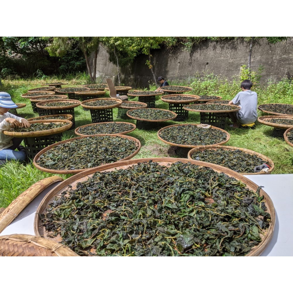 桑葉茶 罐裝茶 葉無咖啡因 ｜調整體質｜幫助睡眠｜適合三高-細節圖2