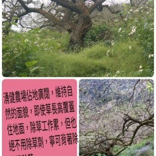 【優品推薦嚐鮮價】青梅精/輕巧瓶&重量瓶規格/辛勤照顧製程繁複的成品-細節圖3