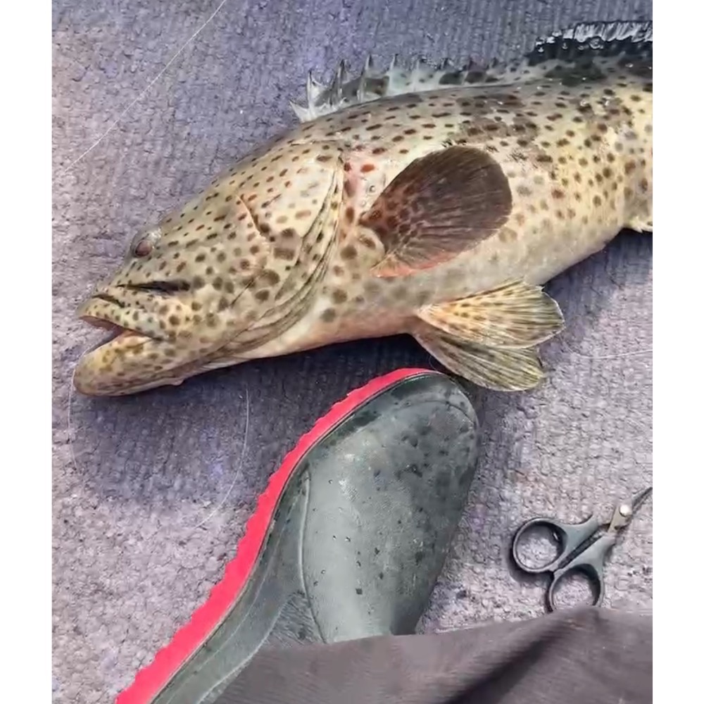 客訂漁獲-細節圖2