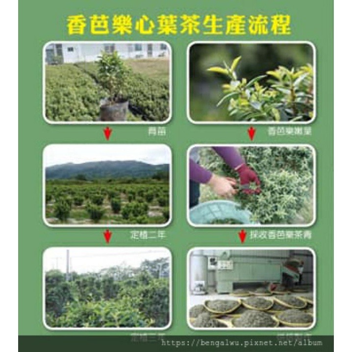 24H產地直送伴手禮❤️香芭樂心葉茶🔥當季最新鮮茶葉💟無農藥無咖啡因檢出🌄台東烈日下的美麗產物-細節圖3