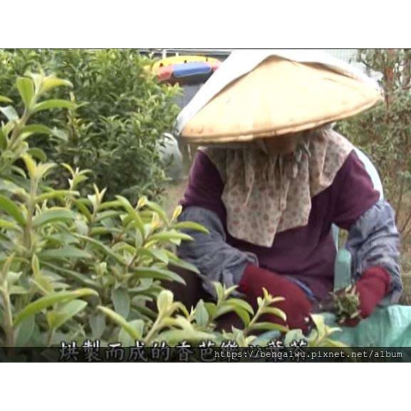 24H產地直送伴手禮❤️香芭樂心葉茶🔥當季最新鮮茶葉💟無農藥無咖啡因檢出🌄台東烈日下的美麗產物-細節圖4