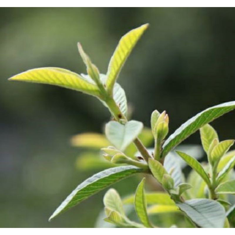 24H產地直送伴手禮❤️香芭樂心葉茶🔥當季最新鮮茶葉💟無農藥無咖啡因檢出🌄台東烈日下的美麗產物-細節圖6