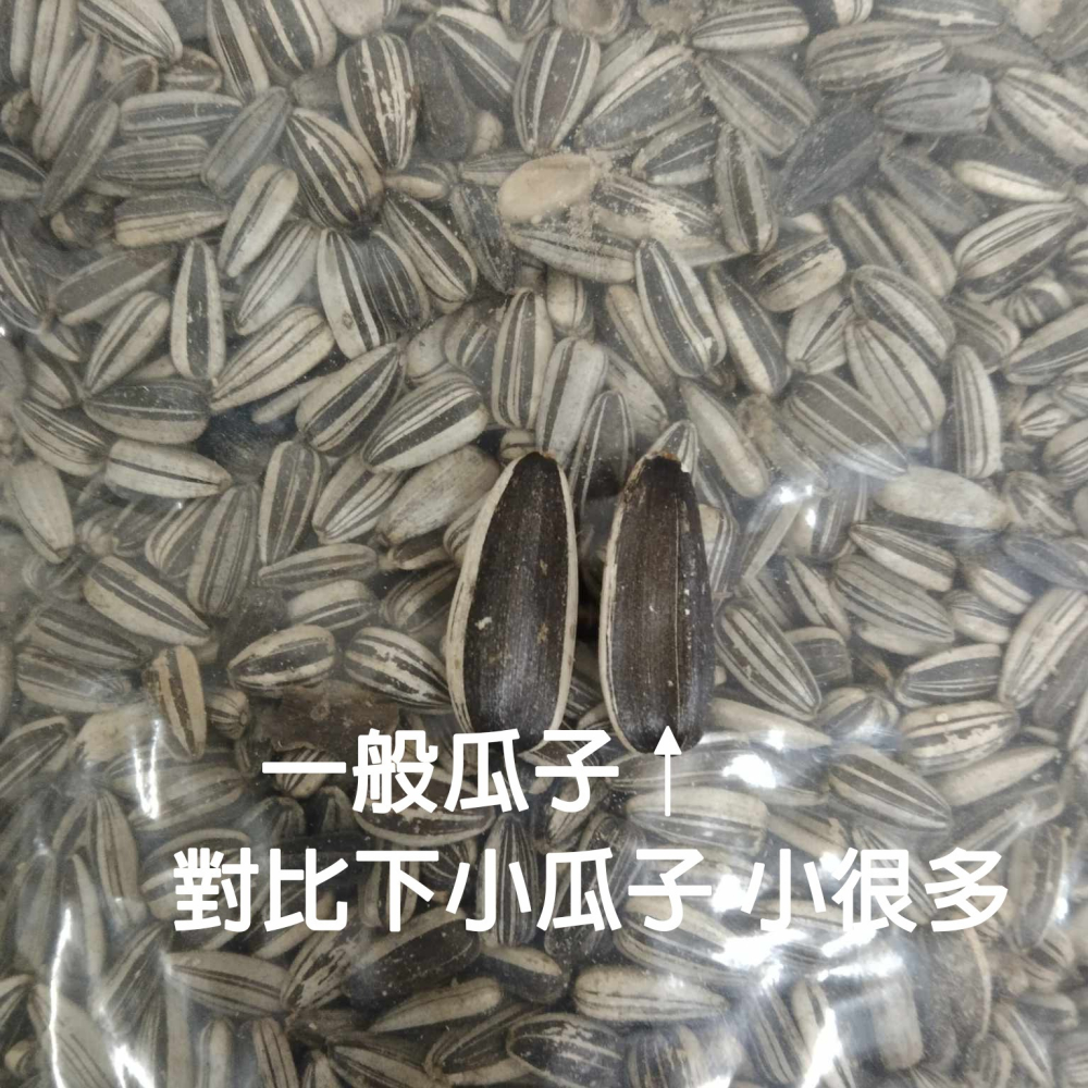 小葵瓜子1cm 寵物鳥、鸚鵡 、和尚鸚鵡、黃金鼠、倉鼠、三線鼠、鳥飼料-細節圖3