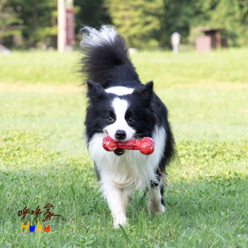 台灣現貨24H出🙌🏻GiGwi貴為 發聲骨頭啃咬玩具-細節圖2