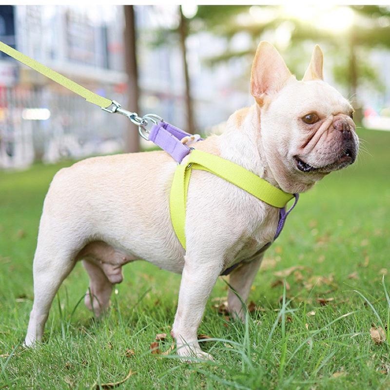 台灣現貨出貨 寵物撞色胸背牽引繩 拚色牽引繩-細節圖2