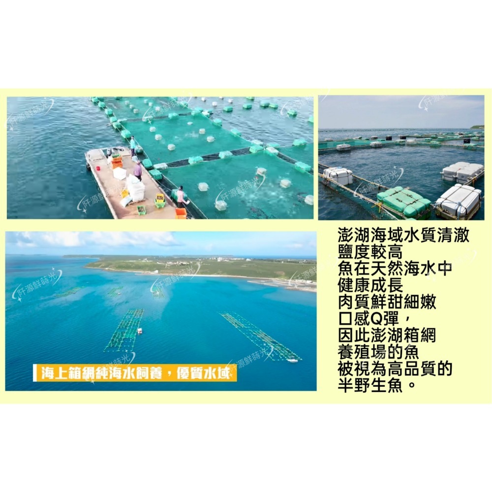 【阡源鮮蒔光】紅紗魚 黃金鯧 魚頭 澎湖箱網養殖系列-02 半野生-細節圖3