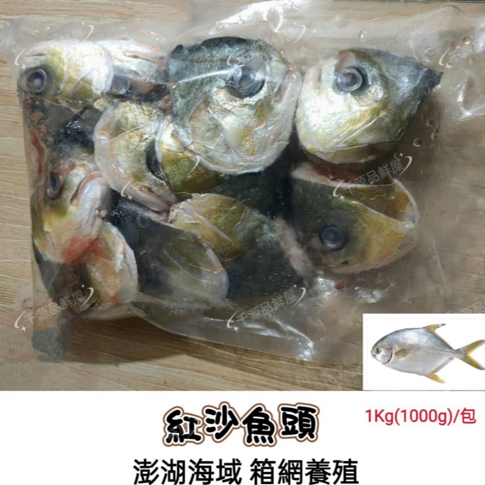 【阡源鮮蒔光】紅沙魚頭 澎湖養殖 箱網-規格圖1