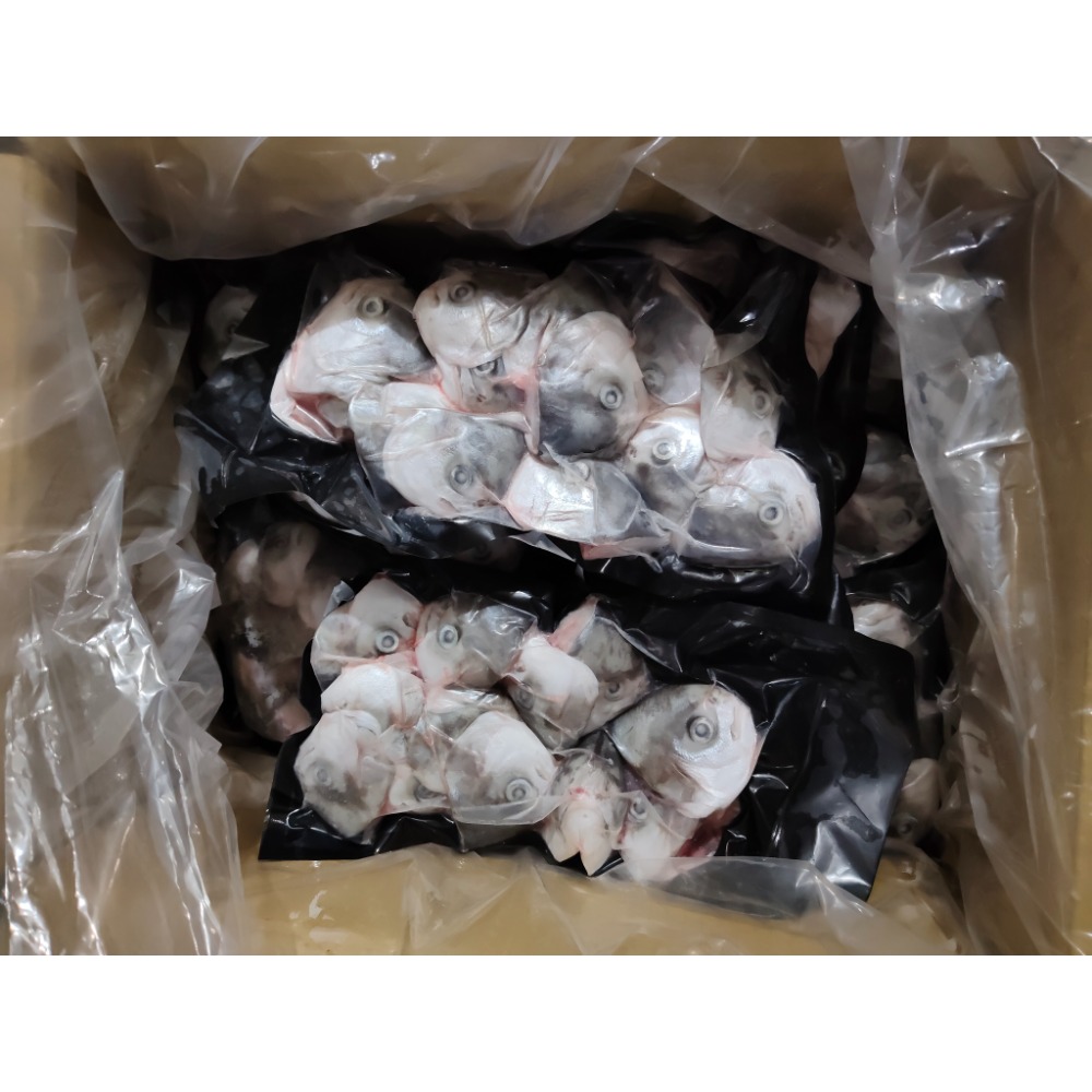【阡源鮮蒔光】紅紗魚 黃金鯧 魚頭 澎湖箱網養殖系列-02 半野生-規格圖3