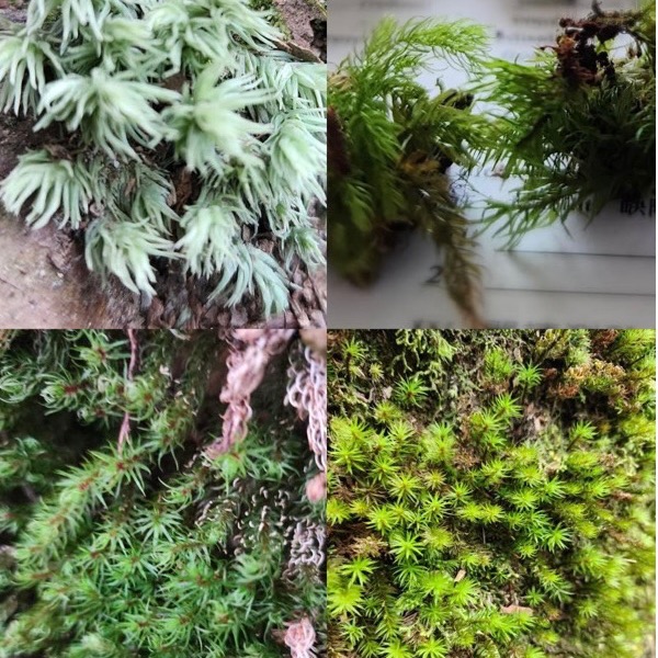 苔鑽🍀稀有苔蘚綜合包：大檜蘚.金髮苔.白髮苔.地錢.叢苔.默絲.曲毛苔.大灰蘚.熱澤苔.羽苔青苔10種以上（微景觀可用）-細節圖2