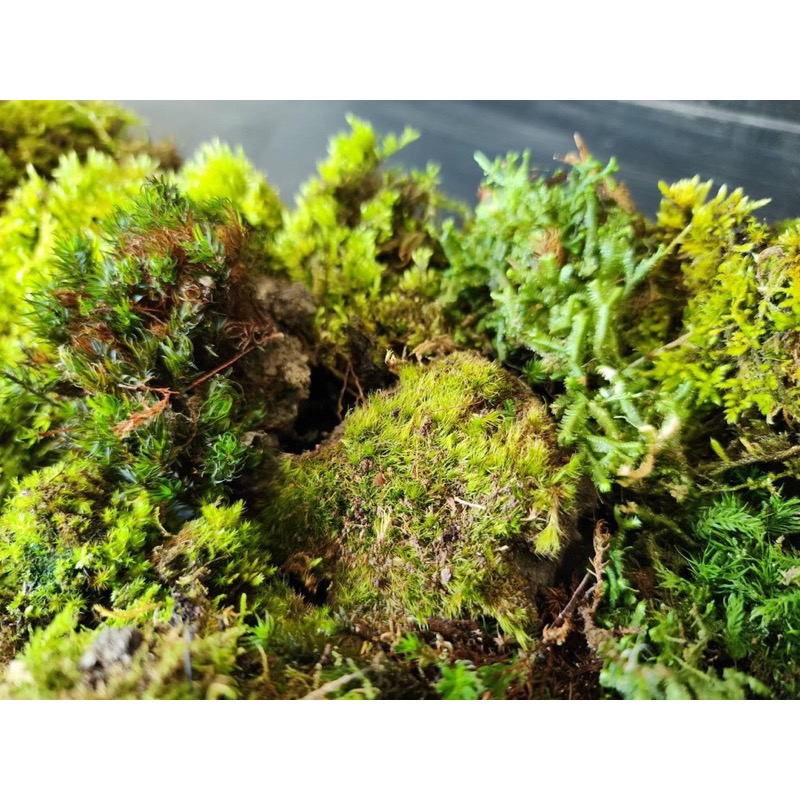 苔鑽🍀稀有苔蘚綜合包：大檜蘚.金髮苔.白髮苔.地錢.叢苔.默絲.曲毛苔.大灰蘚.熱澤苔.羽苔青苔10種以上（微景觀可用）-細節圖3