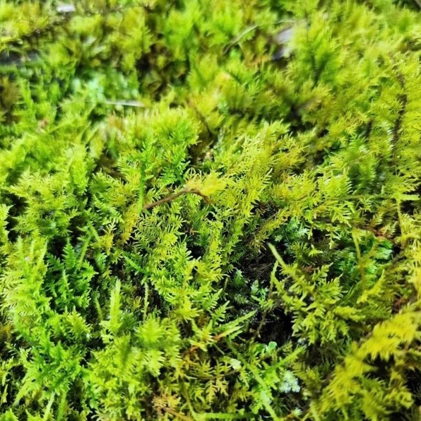 苔鑽🍀稀有苔蘚綜合包：大檜蘚.金髮苔.白髮苔.地錢.叢苔.默絲.曲毛苔.大灰蘚.熱澤苔.羽苔青苔10種以上（微景觀可用）-細節圖4