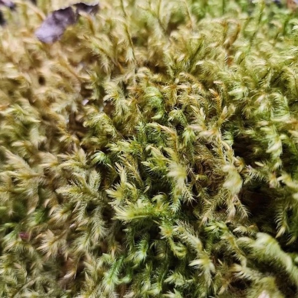 苔鑽🍀稀有苔蘚綜合包：大檜蘚.金髮苔.白髮苔.地錢.叢苔.默絲.曲毛苔.大灰蘚.熱澤苔.羽苔青苔10種以上（微景觀可用）-細節圖5