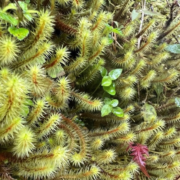 苔鑽🍀稀有苔蘚綜合包：大檜蘚.金髮苔.白髮苔.地錢.叢苔.默絲.曲毛苔.大灰蘚.熱澤苔.羽苔青苔10種以上（微景觀可用）-細節圖7