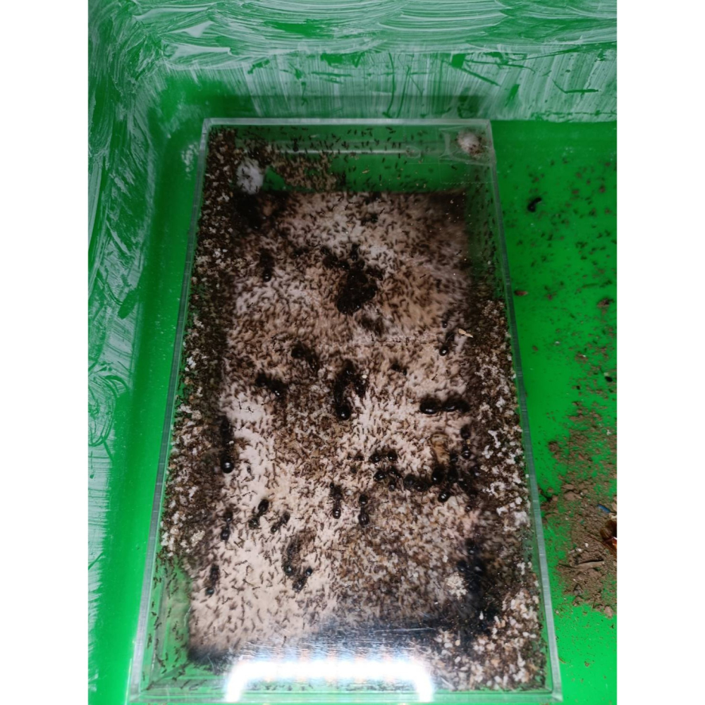 多樣七后卵幼繭千工-細節圖2