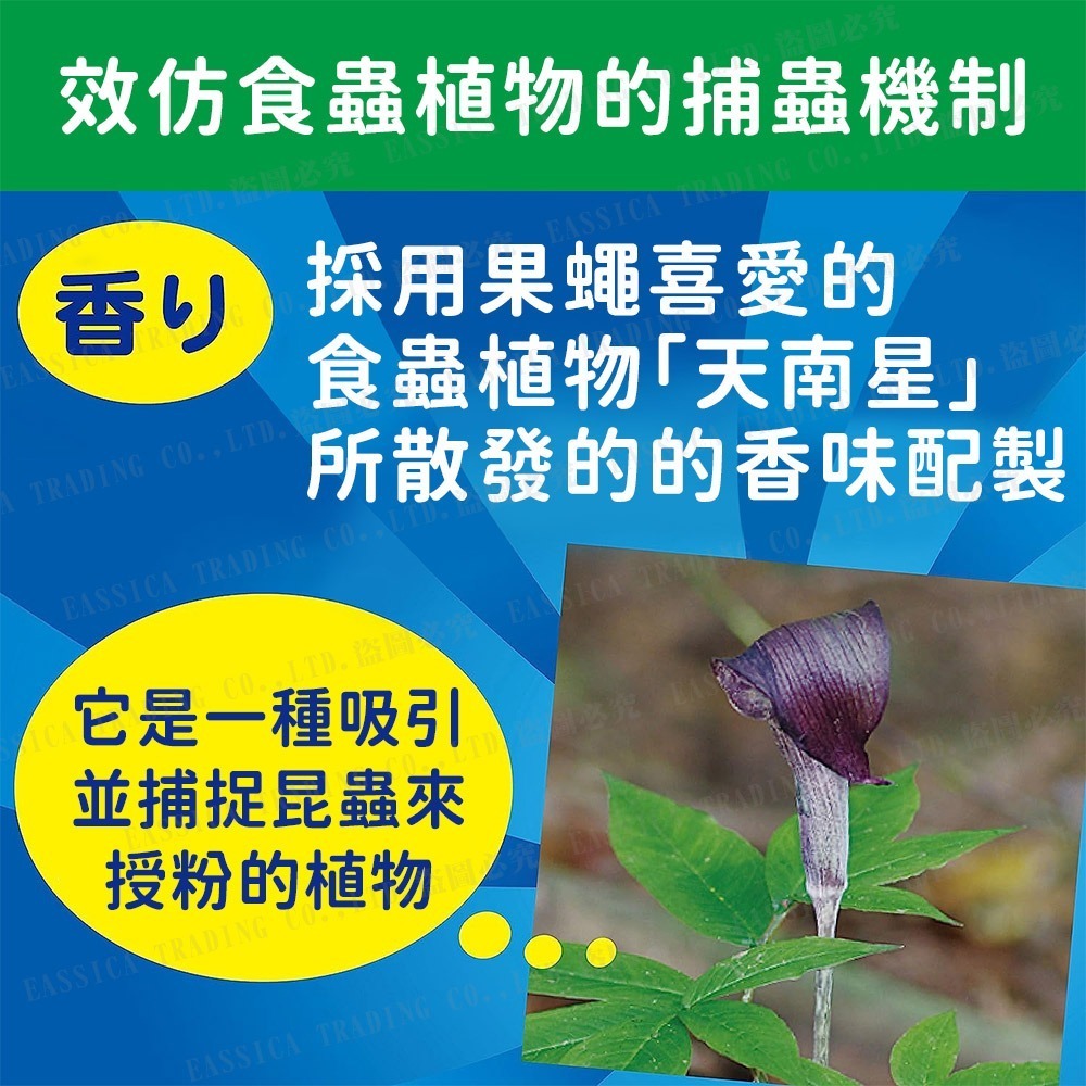 日本 KINCHO 金鳥 加強型 果蠅誘捕掛片 2入組-細節圖4