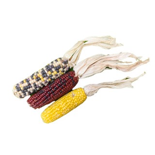 【現貨】🔜快速出貨🚚《單支販售》彩色小玉米 彩色玉米穗 彩色小玉米穗 鳥鸚鵡天竺鼠兔子黃金鼠倉鼠磨牙點心-細節圖2