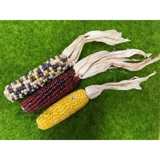 【現貨】🔜快速出貨🚚《單支販售》彩色小玉米 彩色玉米穗 彩色小玉米穗 鳥鸚鵡天竺鼠兔子黃金鼠倉鼠磨牙點心-細節圖3
