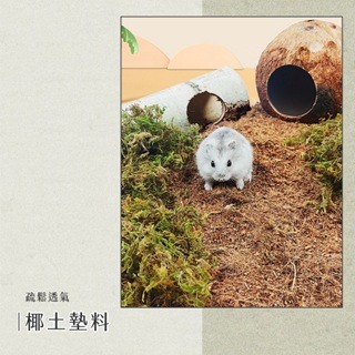 【現貨】小寵造景用椰土 椰殼纖維 倉鼠造景墊材 小動物墊材 小寵墊料 小動物紙墊料 鼠用椰土墊料 黃金鼠倉鼠墊材-細節圖4