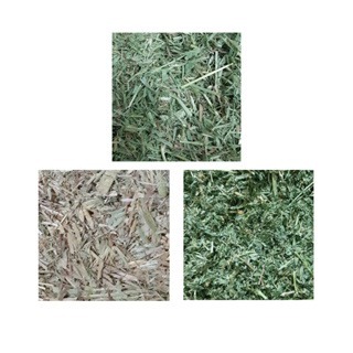 【現貨】 《草屑粉專區》提摩西一番割 提摩西二番割 甜燕麥 苜蓿草 百慕達草 天竺鼠/兔/龍貓/倉鼠/小動物牧草-細節圖2