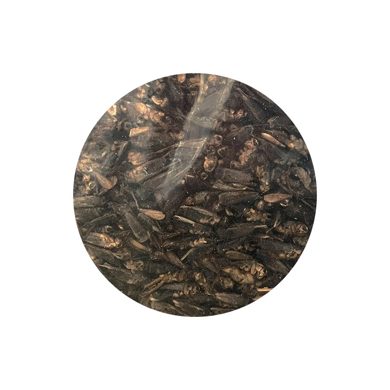 【現貨】小動物蝗蟲乾 單個販售 刺蝟 倉鼠 寵物鼠 蜜袋鼯 爬蟲類 蜥蜴 鳥類 觀賞魚 兩棲爬蟲點心 乾燥蟲乾-細節圖2