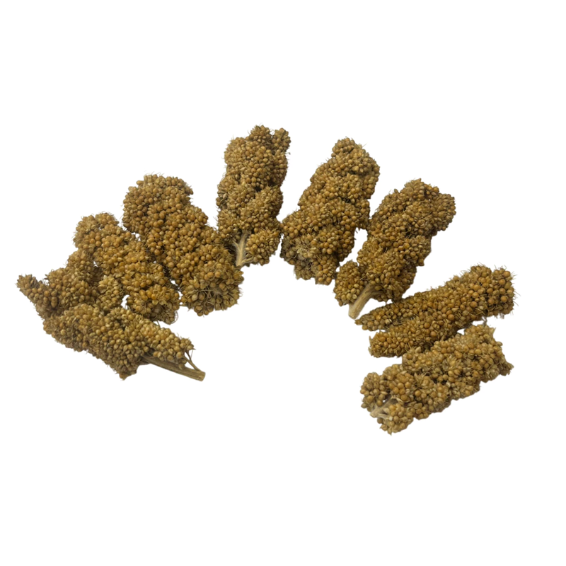 【現貨】半切小米穗 倉鼠零食 松鼠 倉鼠 鸚鵡零食 鳥零食 天然小米穗 米穗 磨牙零食 倉鼠 雀科 寵物鼠 蜜袋鼯-細節圖2