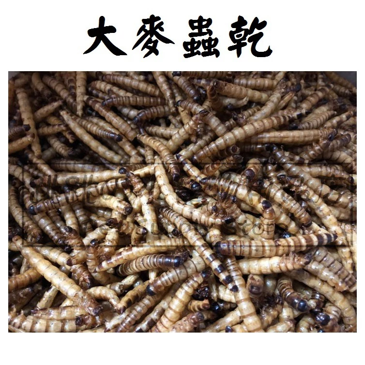 【現貨】 蟲乾試吃包 大麥蟲乾 麵包蟲乾 超級麵包蟲 刺蝟 倉鼠 寵物鼠 蜜袋鼯 爬蟲類 蜥蜴 鳥類 觀賞魚 兩棲爬蟲-細節圖4